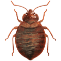 Bed Bugs