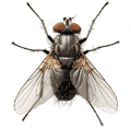 Flies