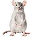 Rodents (Rats & Mice)