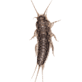 Silverfish